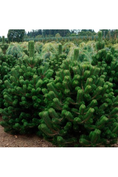 Сосна чорна / австрійська Орегон Грін фото